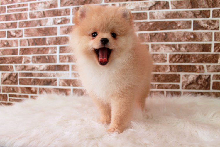 Померанский шпиц кремовый щенок