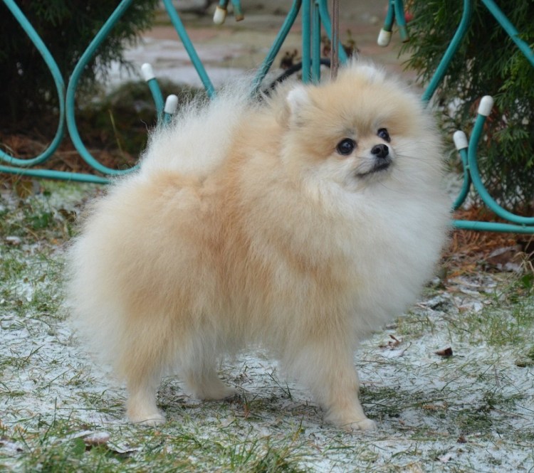 Померанский цвергшпиц кремовый