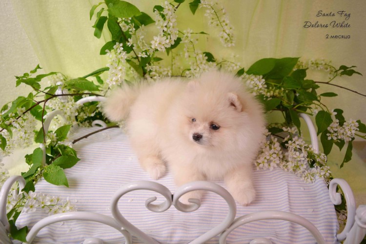 Померанский шпиц кремовый