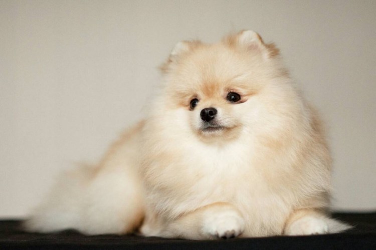 Шпиц флаффи