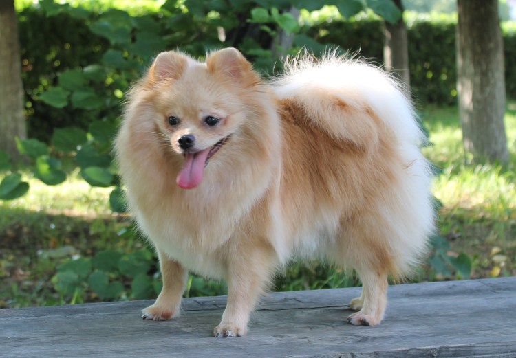 Малый померанский шпиц