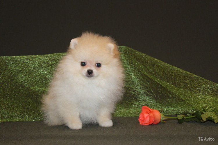 Кремово соболиный шпиц