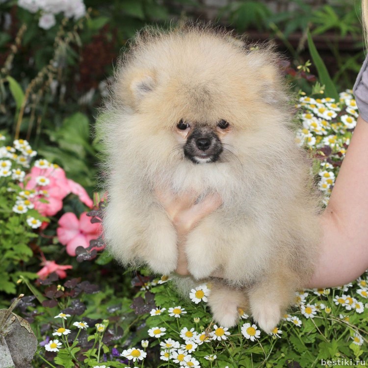 Померанский шпиц кремовый