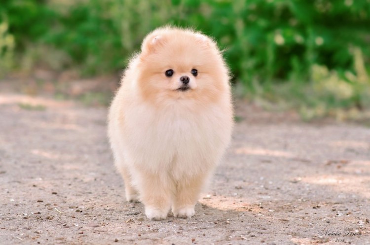 Шпиц померанский бело кремовый