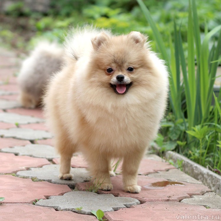 Померанский шпиц кремовый