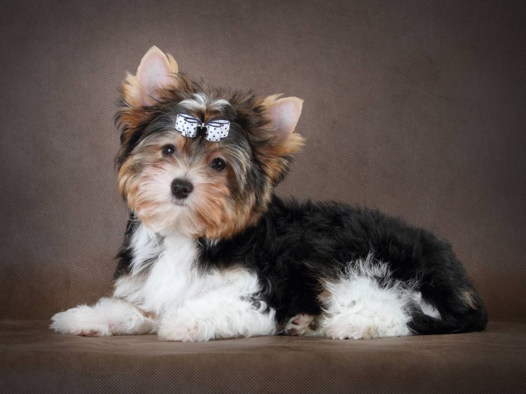 Бивер Йорк после стрижки