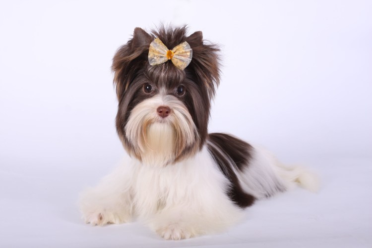 Бивер-Йоркширский терьер