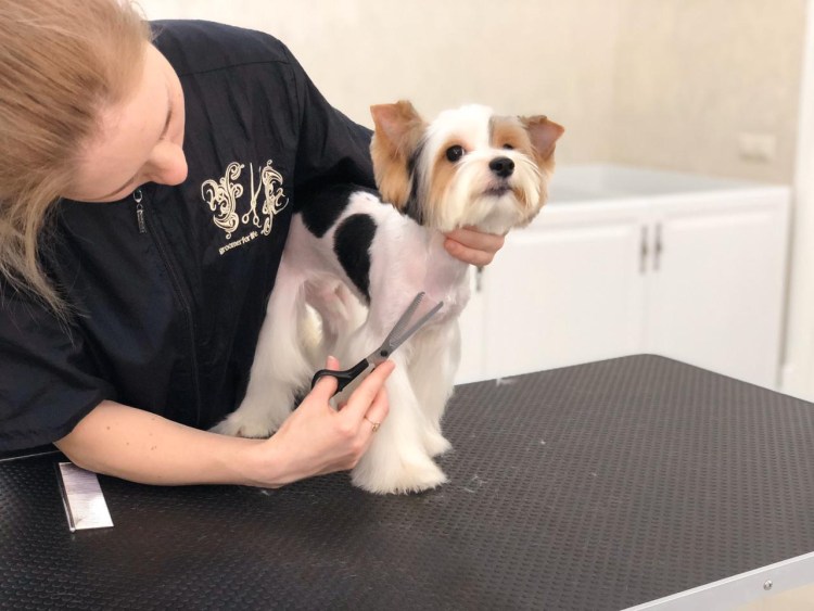 Биро Йорк стриженный