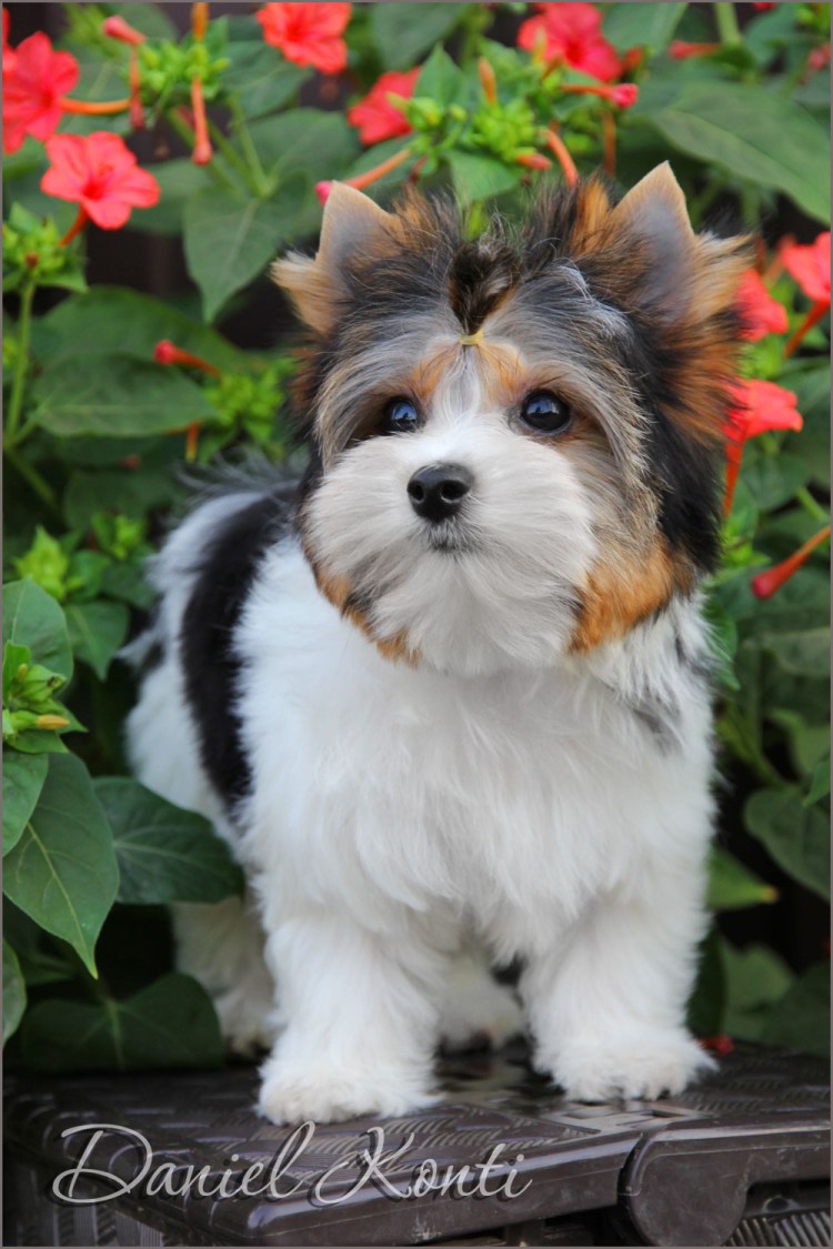 Бивер-Йоркширский терьер стойка