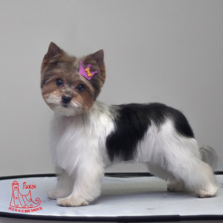 Бивер-Йоркширский терьер стриженный