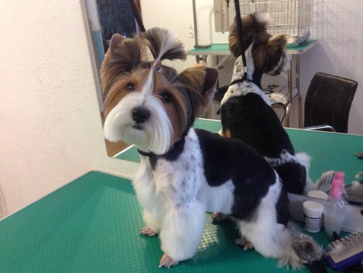 Бивер-Йоркширский терьер стриженный