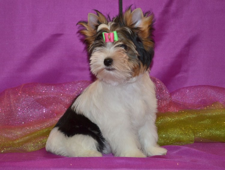 Breed Бивер стрижка