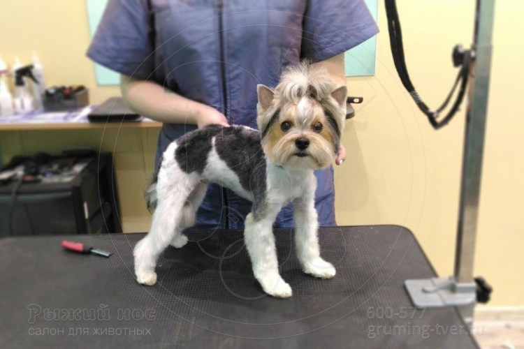 Бивер Йорк шоу