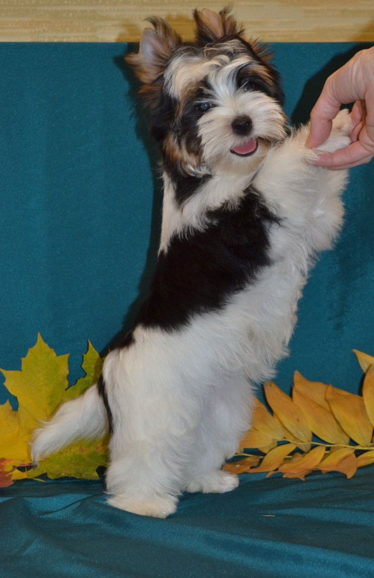 Йорк Бивер о породе