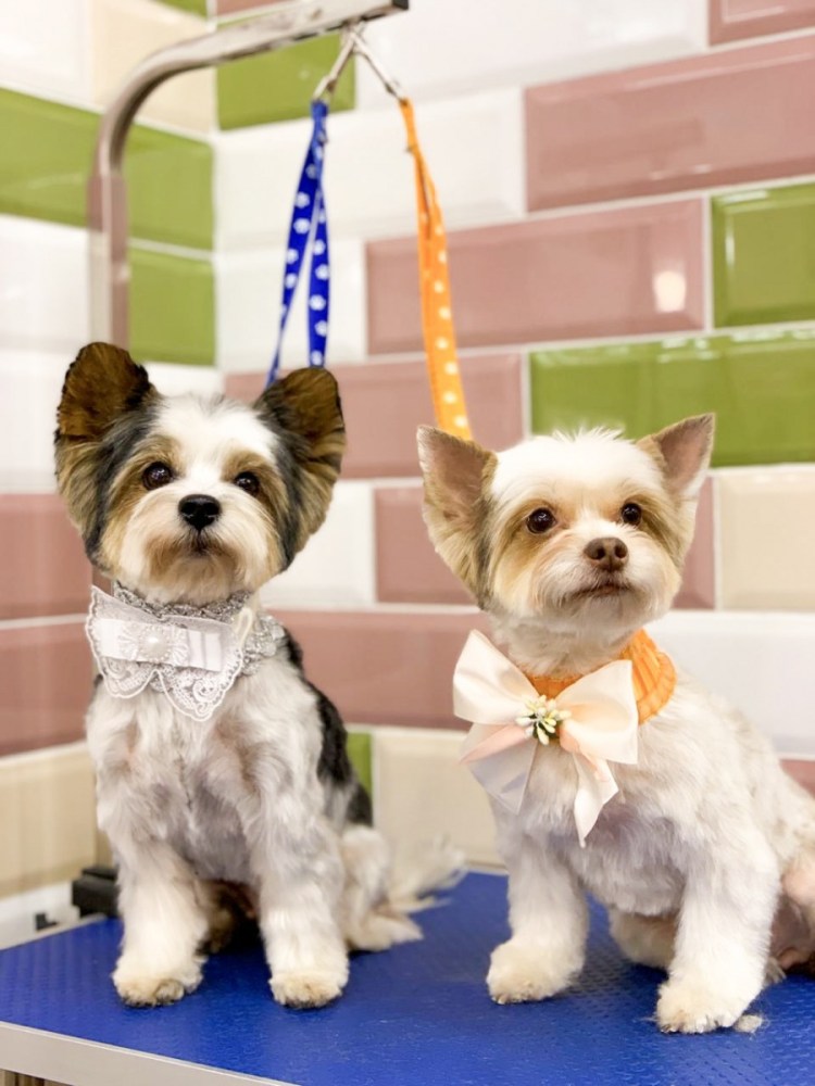 Стандарты породы Бивер Йоркширский терьер