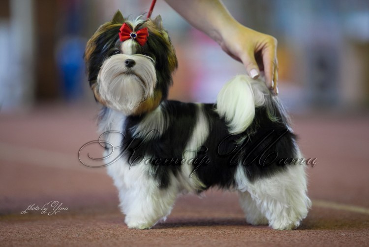 Стрижка бивера под Льва