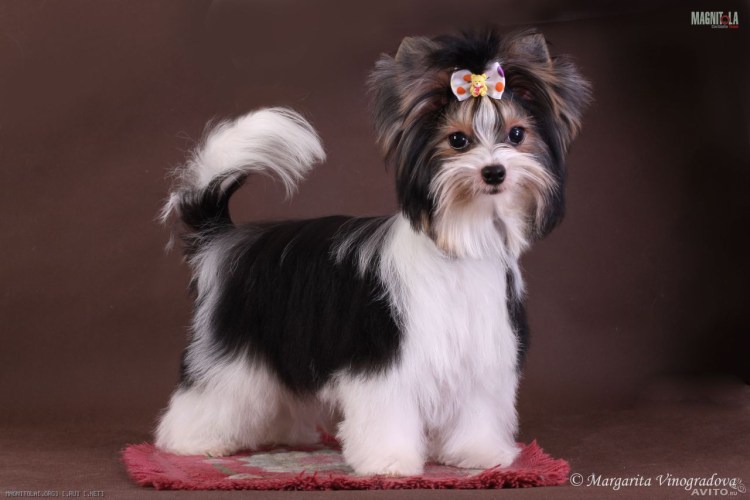 Йоркширский терьер мини Бивер щенок