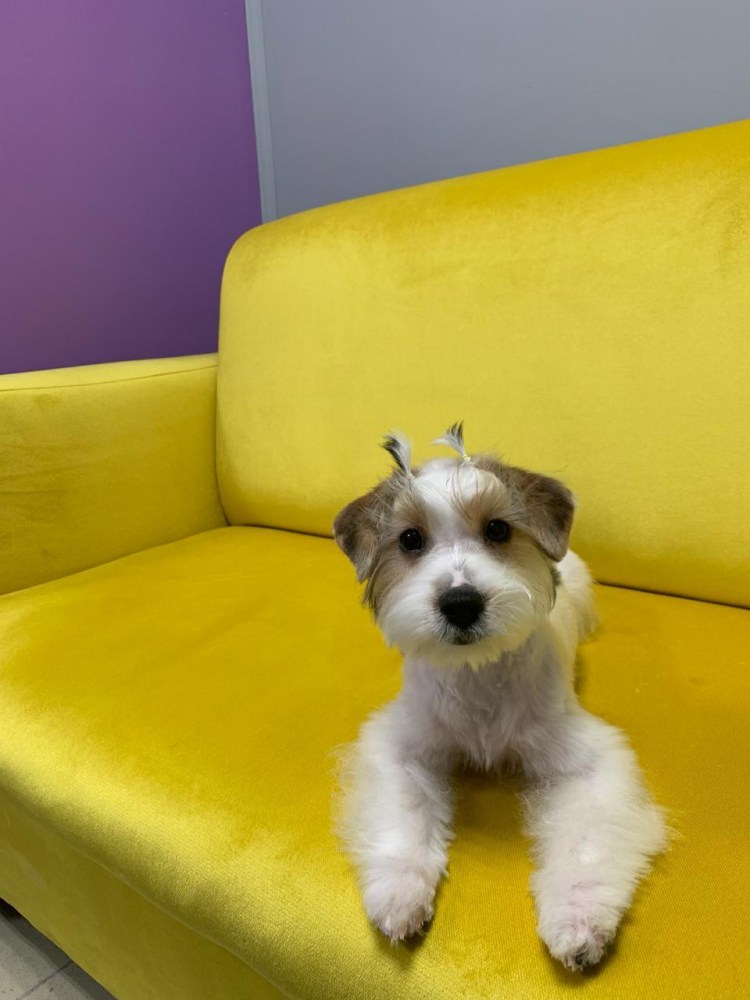 Бивер нестриженный