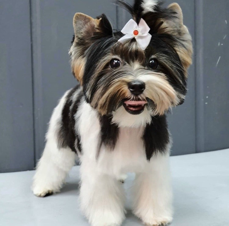 Стрижки вибер Йокер терьер