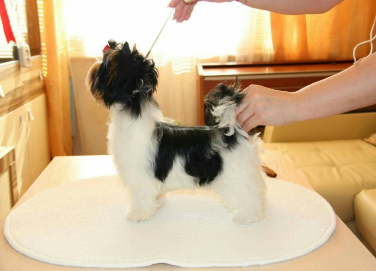 Бивер-Йоркширский терьер стрижки