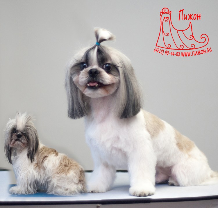 Бивер нестриженный