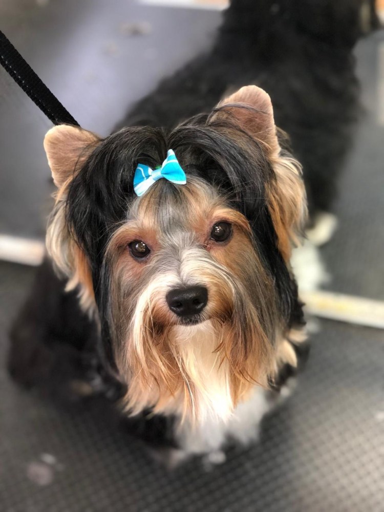 Возраст первой стрижки Йорка