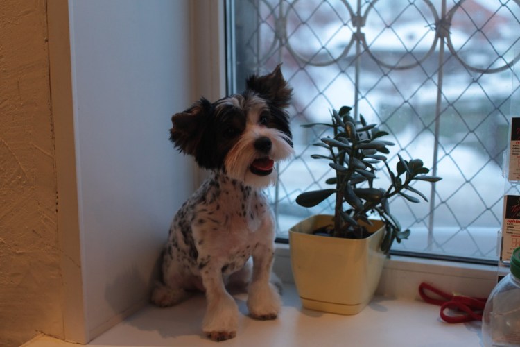 Модельная стрижка бивера