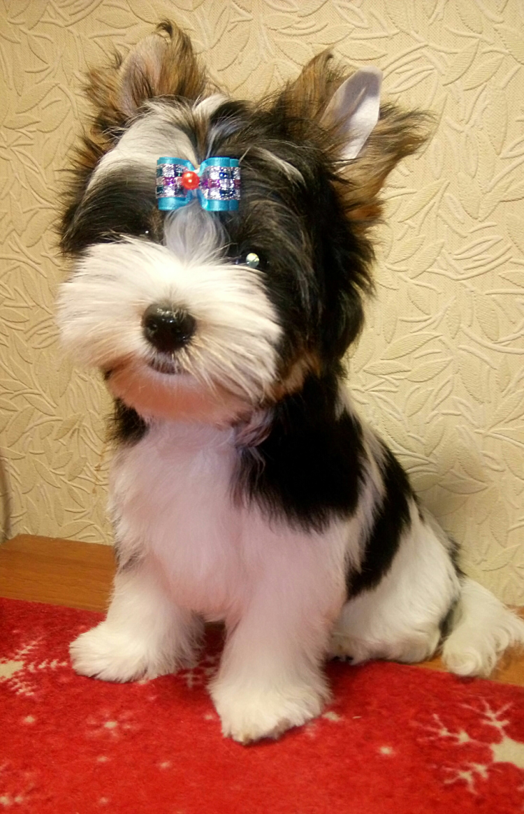 Стрижка бивера без хвостика