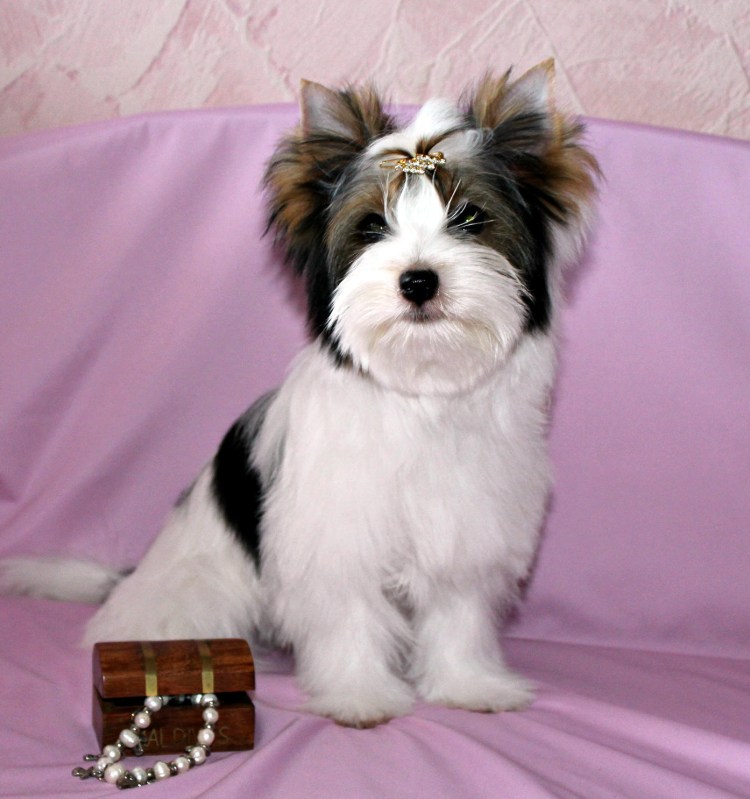 Бивер Йорк РКФ