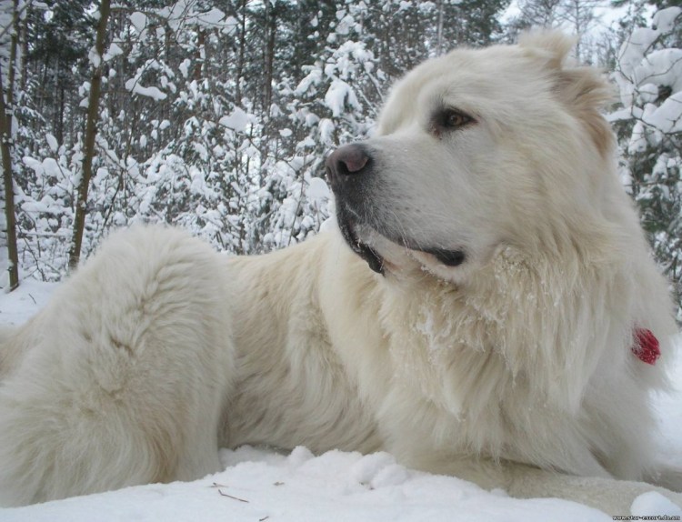 Среднеазиатская овчарка белая