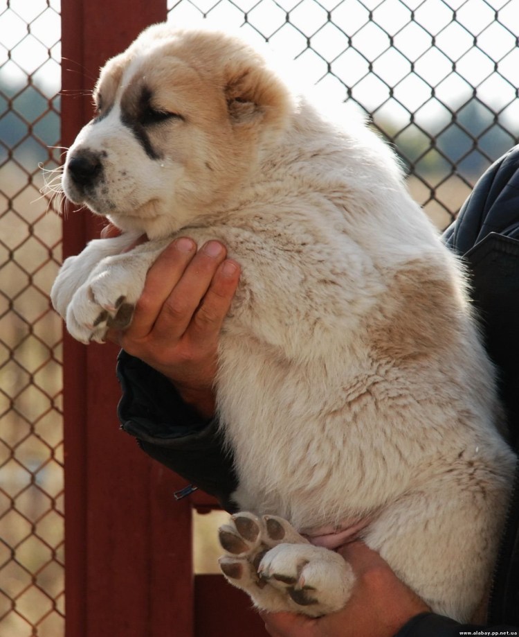 Алабай длинношерстный