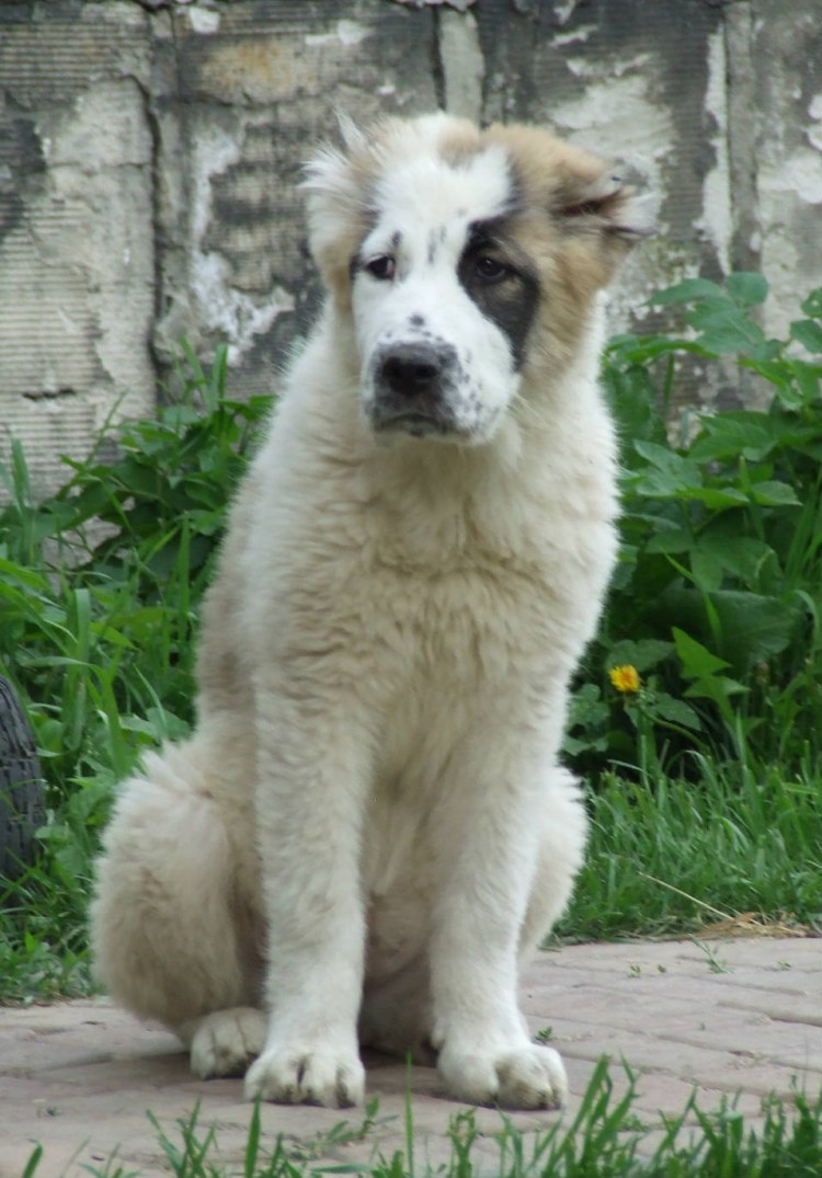 Нагази Грузинская овчарка