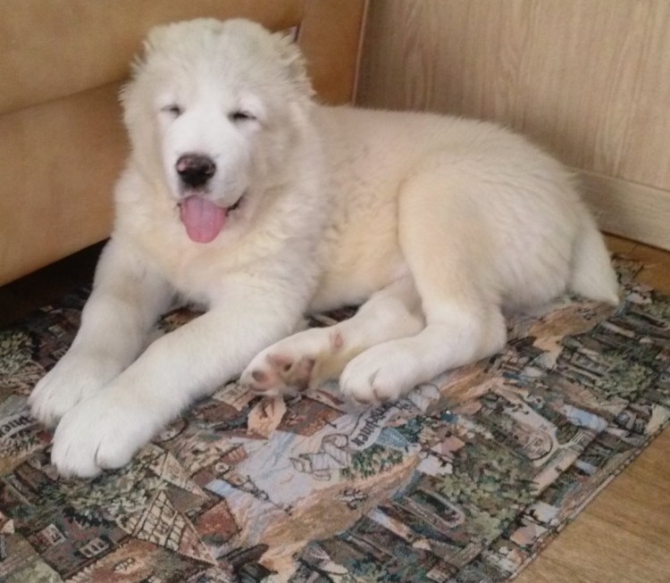 Длинношерстные Алабаи