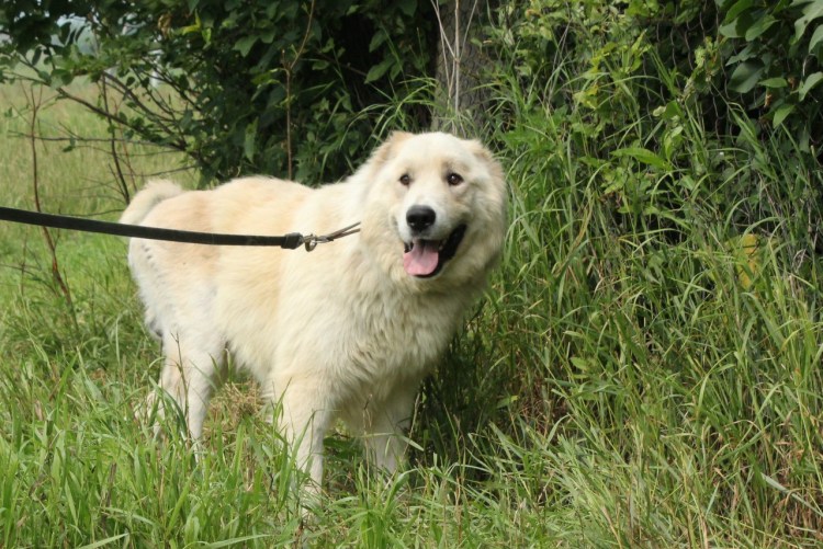 Волкодав кавказский алабай большой