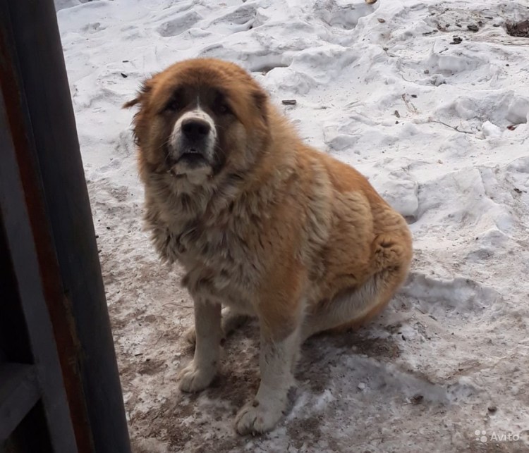 Чао Чао Кавказская овчарка щенки