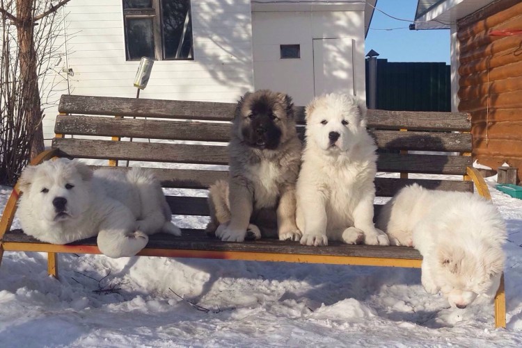 Алабай мохнатый