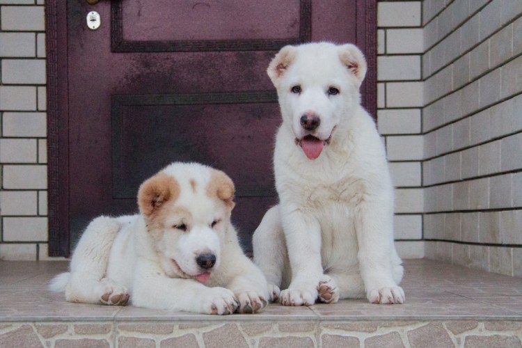 Кавказская овчарка белая