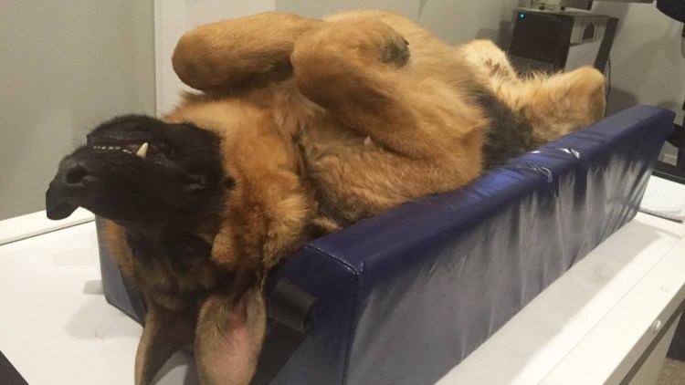 Хортая борзая хвост