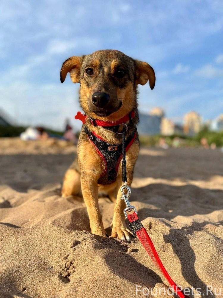 Собака Квазимодо с коротким позвоночником