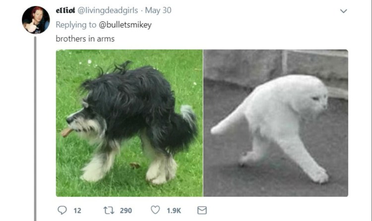 Половина собаки