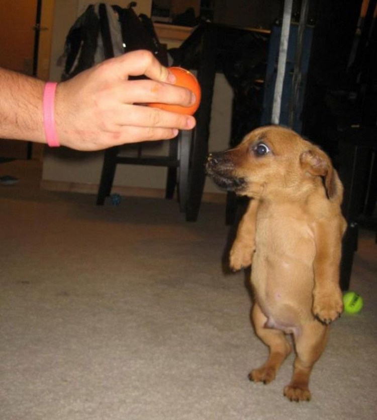 Сутулая собака Квазимодо