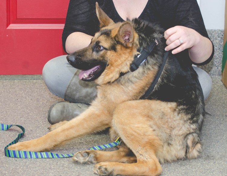 Немецкая овчарка Квазимодо