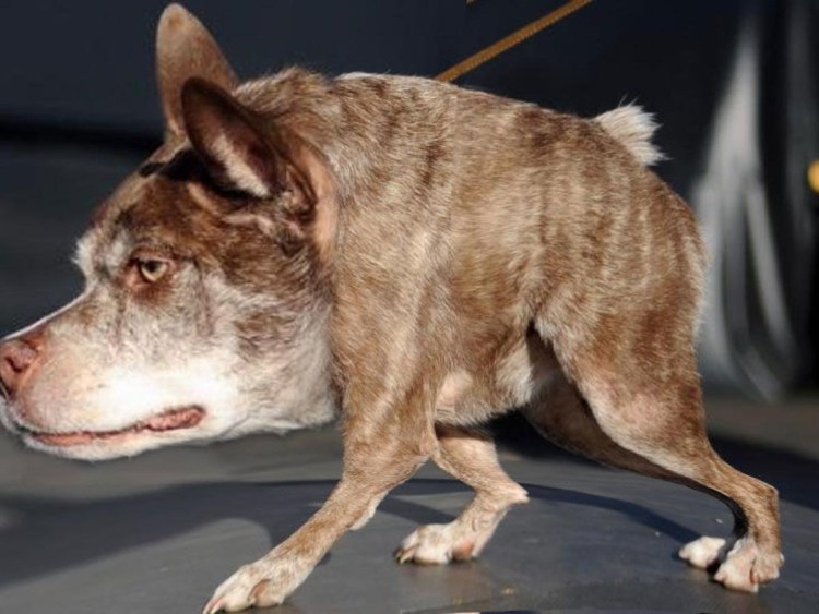 Азавак стандарты