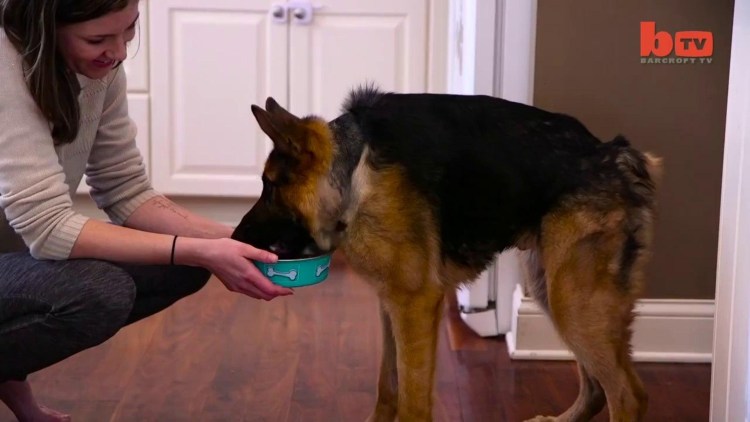 Собака с укороченным позвоночником