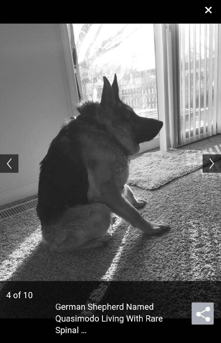 Собака с коротким туловищем