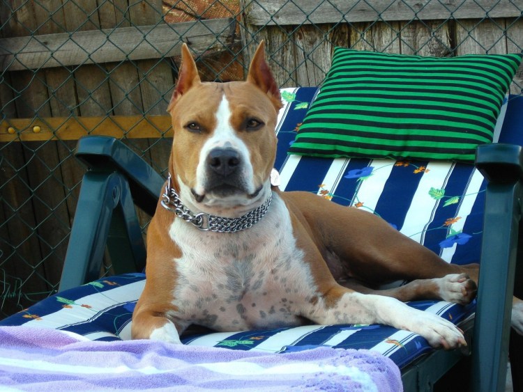 Ушастый амстафф