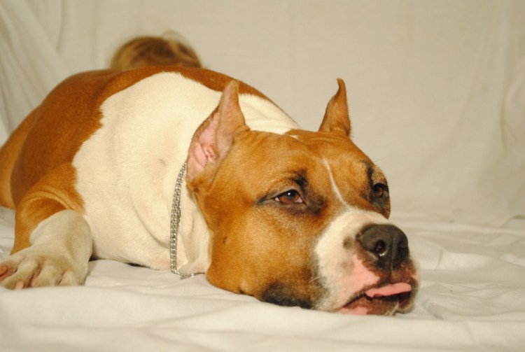 Американский стаффордширский терьер голубой