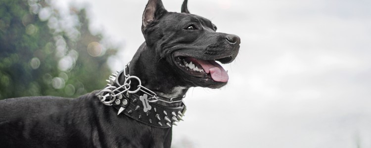 Стаффордширский терьер черный