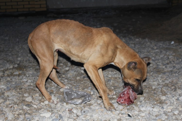 Амстафф Локи