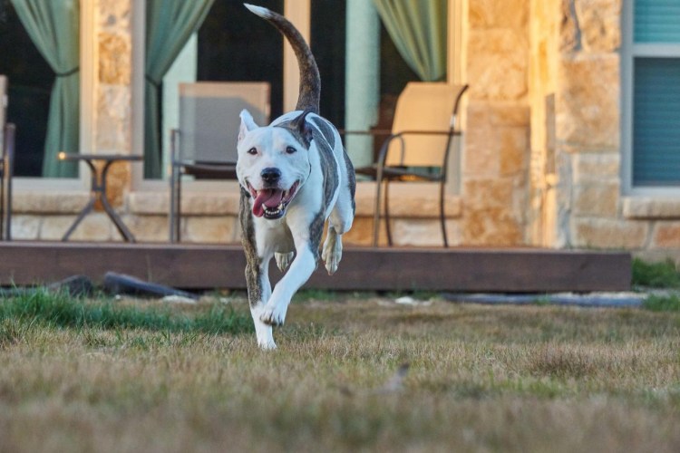 Порода собак стаффордширский терьер